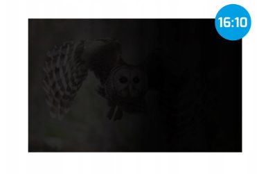 Privacy Filter Owl, 14", 16:10, NFP-2477